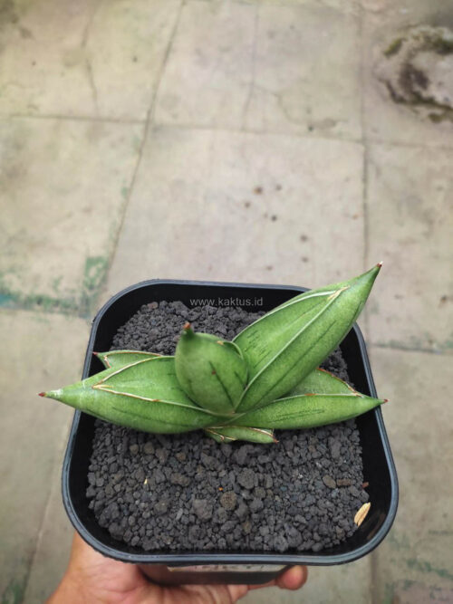 Sansevieria Hybrid Dwarf x Boncel, real gallery image #2 plants. Picture taken directly from kaktus.id community Sansevieria farmer green houses.