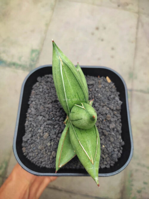 Sansevieria Hybrid Dwarf x Boncel, real gallery image #3 plants. Picture taken directly from kaktus.id community Sansevieria farmer green houses.