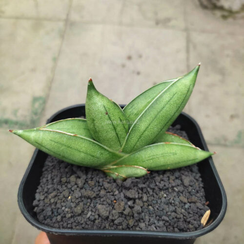 Sansevieria Hybrid Dwarf x Boncel, real gallery image #4 plants. Picture taken directly from kaktus.id community Sansevieria farmer green houses.