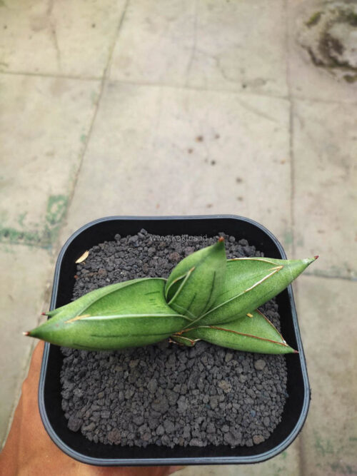 Sansevieria Hybrid Dwarf x Boncel, real gallery image #5 plants. Picture taken directly from kaktus.id community Sansevieria farmer green houses.