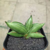 Sansevieria Hybrid Dwarf x Boncel, real feature image plant. Picture taken directly from kaktus.id community Sansevieria farmer green houses.