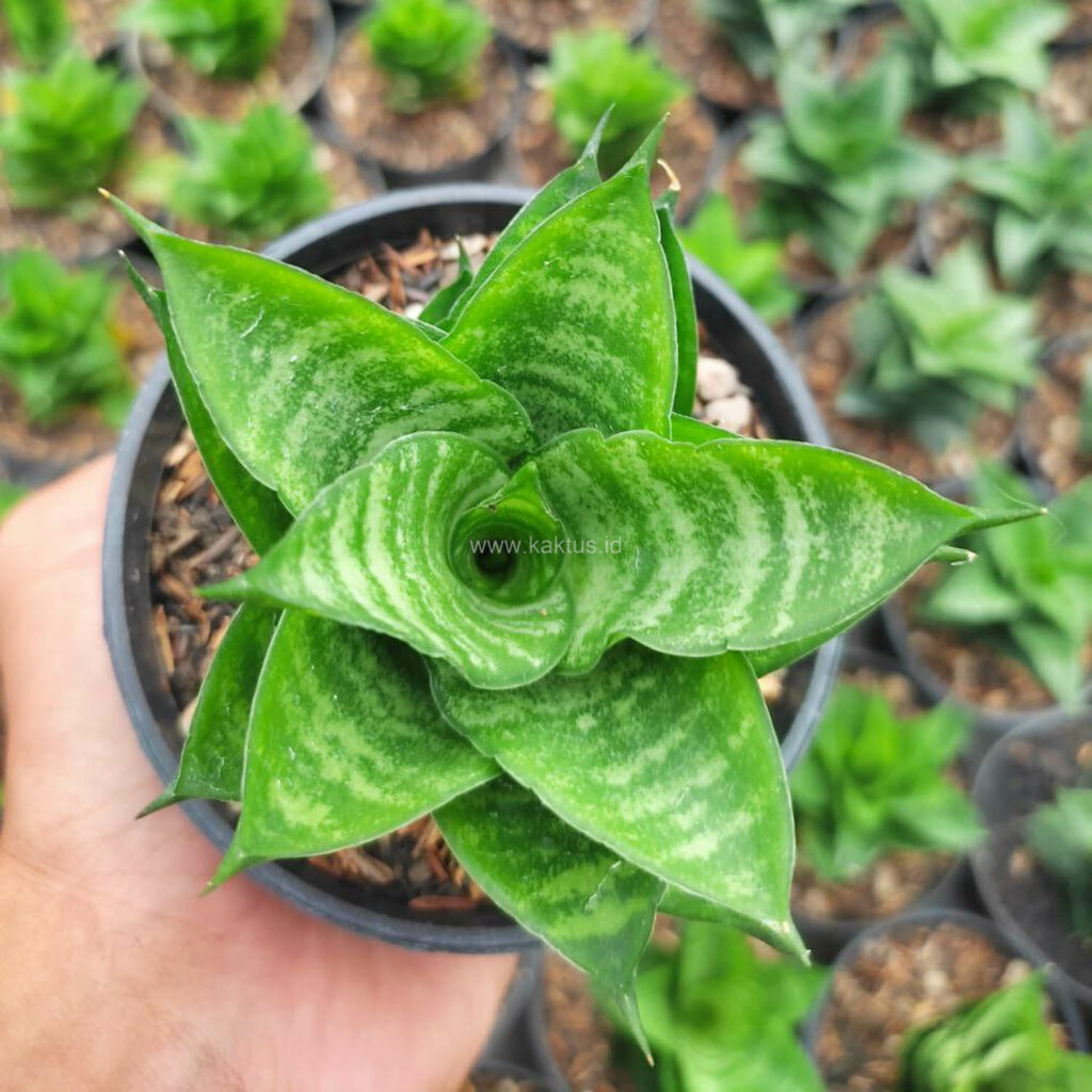 kaktus.id