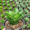 Sansevieria Hybrid Gabriella x Balii, real feature image plant. Picture taken directly from kaktus.id community Sansevieria farmer green houses.