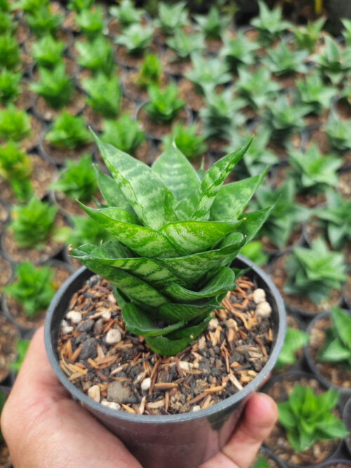 Sansevieria Hybrid Gabriella x Balii, real gallery image #2 plants. Picture taken directly from kaktus.id community Sansevieria farmer green houses.