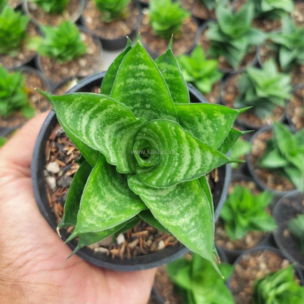 kaktus.id