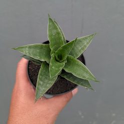 Sansevieria Arabasta, real feature image plant. Picture taken directly from kaktus.id community Sansevieria farmer green houses.