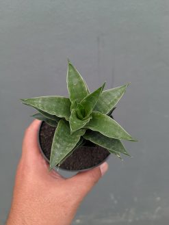 Sansevieria Arabasta, real gallery image #2 plants. Picture taken directly from kaktus.id community Sansevieria farmer green houses.