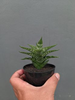 Sansevieria Arabasta, real gallery image #14 plants. Picture taken directly from kaktus.id community Sansevieria farmer green houses.