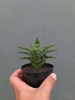 Sansevieria Arabasta, real gallery image #11 plants. Picture taken directly from kaktus.id community Sansevieria farmer green houses.