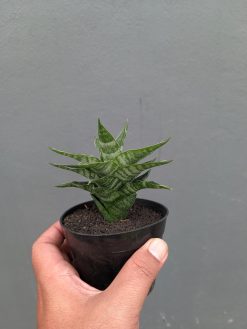 Sansevieria Arabasta, real gallery image #15 plants. Picture taken directly from kaktus.id community Sansevieria farmer green houses.