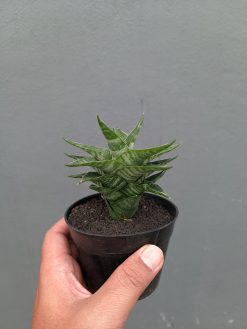 Sansevieria Arabasta, real gallery image #16 plants. Picture taken directly from kaktus.id community Sansevieria farmer green houses.
