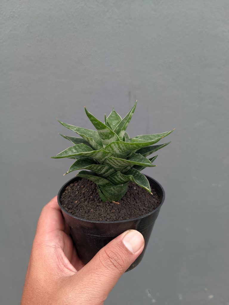kaktus.id