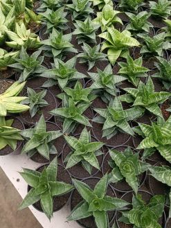 Sansevieria Arabasta, real gallery image #1 plants. Picture taken directly from kaktus.id community Sansevieria farmer green houses.