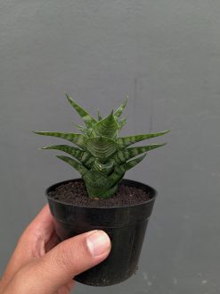 Sansevieria Arabasta, real gallery image #3 plants. Picture taken directly from kaktus.id community Sansevieria farmer green houses.