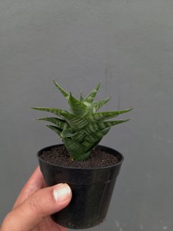 Sansevieria Arabasta, real gallery image #5 plants. Picture taken directly from kaktus.id community Sansevieria farmer green houses.