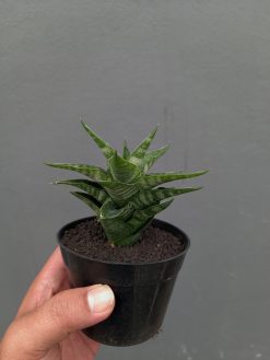 Sansevieria Arabasta, real gallery image #7 plants. Picture taken directly from kaktus.id community Sansevieria farmer green houses.