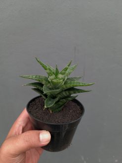 Sansevieria Arabasta, real gallery image #9 plants. Picture taken directly from kaktus.id community Sansevieria farmer green houses.