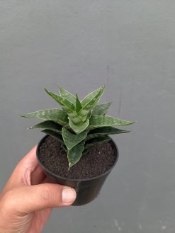 Sansevieria Arabasta, real gallery image #6 plants. Picture taken directly from kaktus.id community Sansevieria farmer green houses.