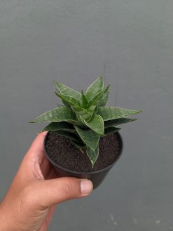 Sansevieria Arabasta, real gallery image #4 plants. Picture taken directly from kaktus.id community Sansevieria farmer green houses.