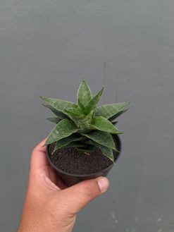 Sansevieria Arabasta, real gallery image #10 plants. Picture taken directly from kaktus.id community Sansevieria farmer green houses.