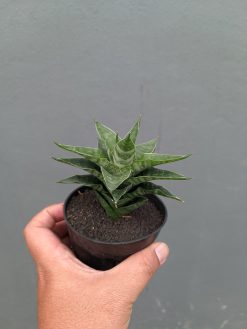 Sansevieria Arabasta, real gallery image #8 plants. Picture taken directly from kaktus.id community Sansevieria farmer green houses.