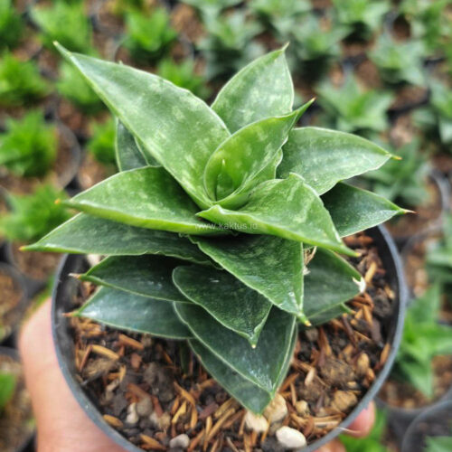 1151. Sansevieria Arabasta