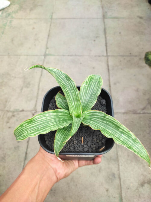 Sansevieria Laili, real gallery image #3 plants. Picture taken directly from kaktus.id community Sansevieria farmer green houses.
