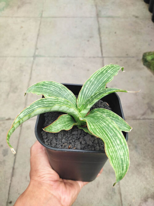 Sansevieria Laili, real gallery image #4 plants. Picture taken directly from kaktus.id community Sansevieria farmer green houses.