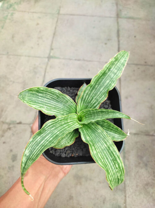 Sansevieria Laili, real gallery image #1 plants. Picture taken directly from kaktus.id community Sansevieria farmer green houses.