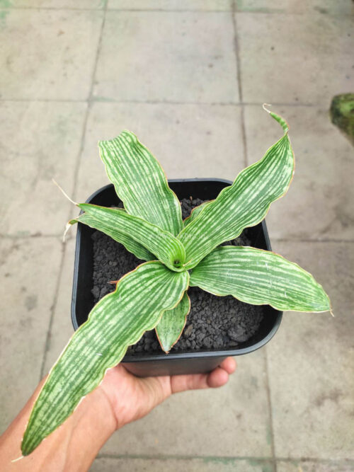 Sansevieria Laili, real gallery image #2 plants. Picture taken directly from kaktus.id community Sansevieria farmer green houses.