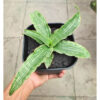 Sansevieria Laili, real feature image plant. Picture taken directly from kaktus.id community Sansevieria farmer green houses.