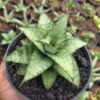 Sansevieria Hybrid Makayla Frosty x Moonshine, real feature image plant. Picture taken directly from kaktus.id community Sansevieria farmer green houses.