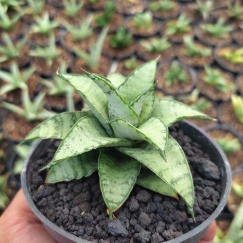Sansevieria Hybrid Makayla Frosty x Moonshine, real gallery image #1 plants. Picture taken directly from kaktus.id community Sansevieria farmer green houses.