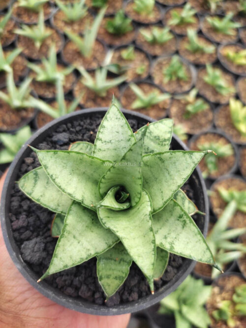 Sansevieria Hybrid Makayla Frosty x Moonshine, real gallery image #3 plants. Picture taken directly from kaktus.id community Sansevieria farmer green houses.