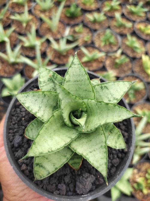Sansevieria Hybrid Makayla Frosty x Moonshine, real gallery image #2 plants. Picture taken directly from kaktus.id community Sansevieria farmer green houses.