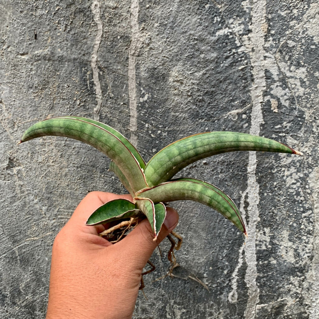 kaktus.id