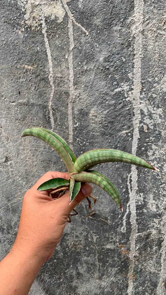 kaktus.id
