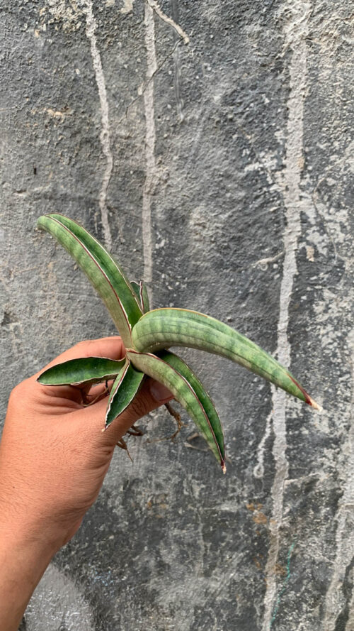 Sansevieria Pfisteri, real gallery image #1 plants. Picture taken directly from kaktus.id community Sansevieria farmer green houses.