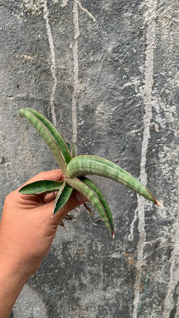 kaktus.id