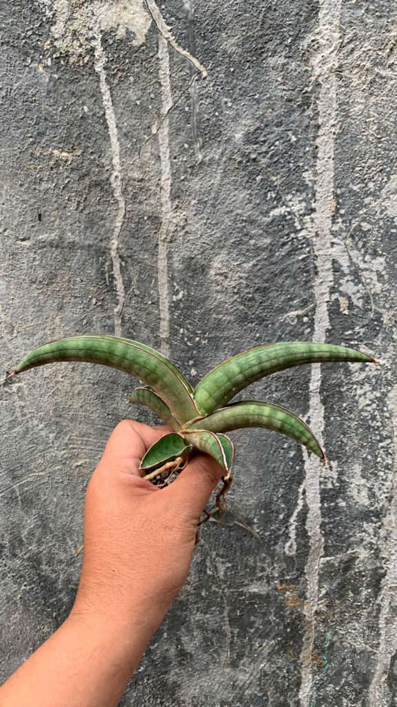 kaktus.id