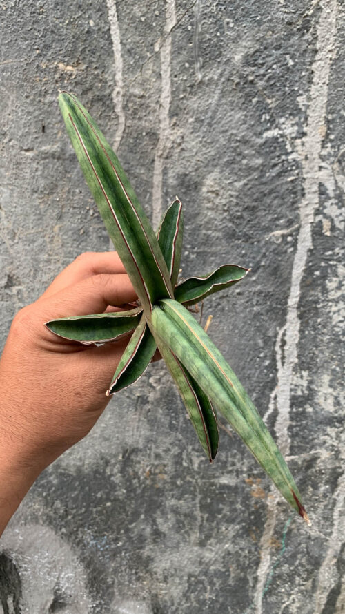 Sansevieria Pfisteri, real gallery image #5 plants. Picture taken directly from kaktus.id community Sansevieria farmer green houses.