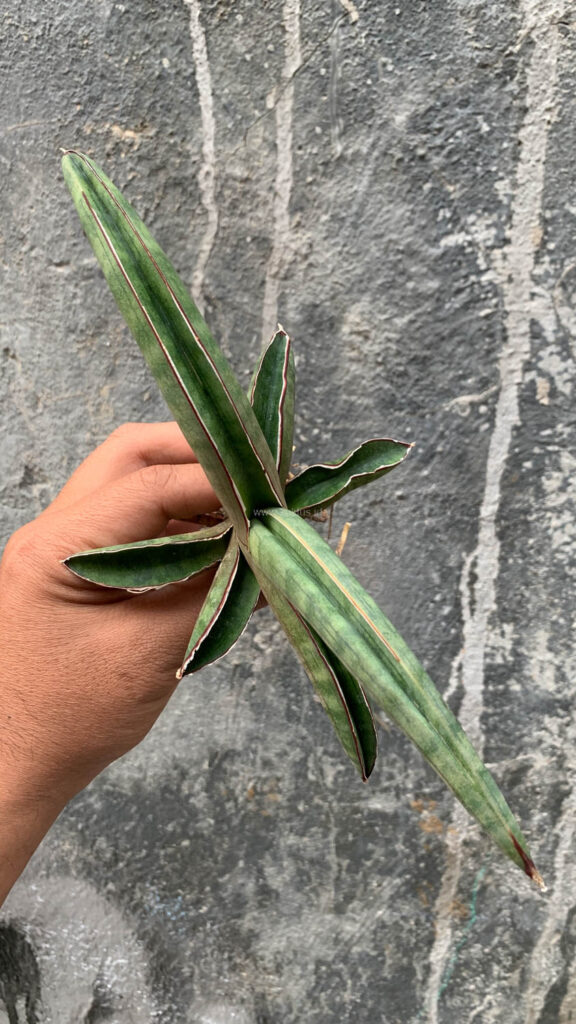 kaktus.id