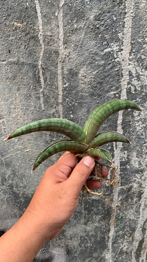 kaktus.id