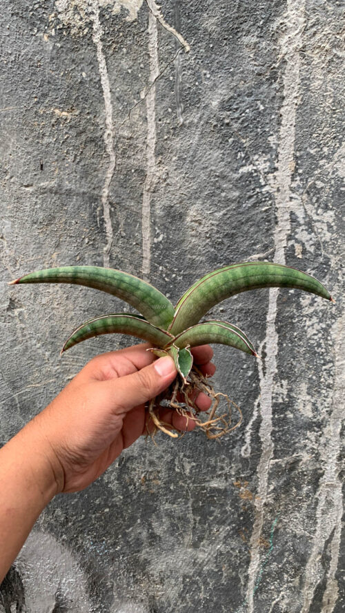 Sansevieria Pfisteri, real gallery image #3 plants. Picture taken directly from kaktus.id community Sansevieria farmer green houses.