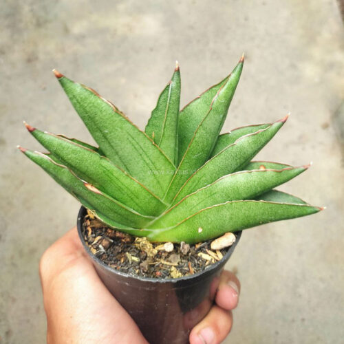 1155. Sansevieria Robo