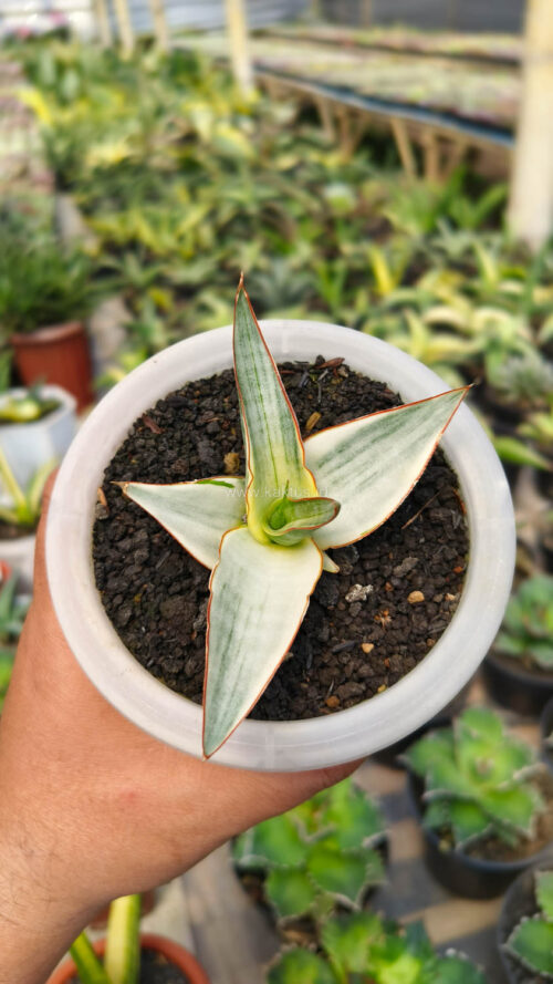 Sansevieria Snow White Size 10 Cm, real gallery image #9 plants. Picture taken directly from kaktus.id community Sansevieria farmer green houses.