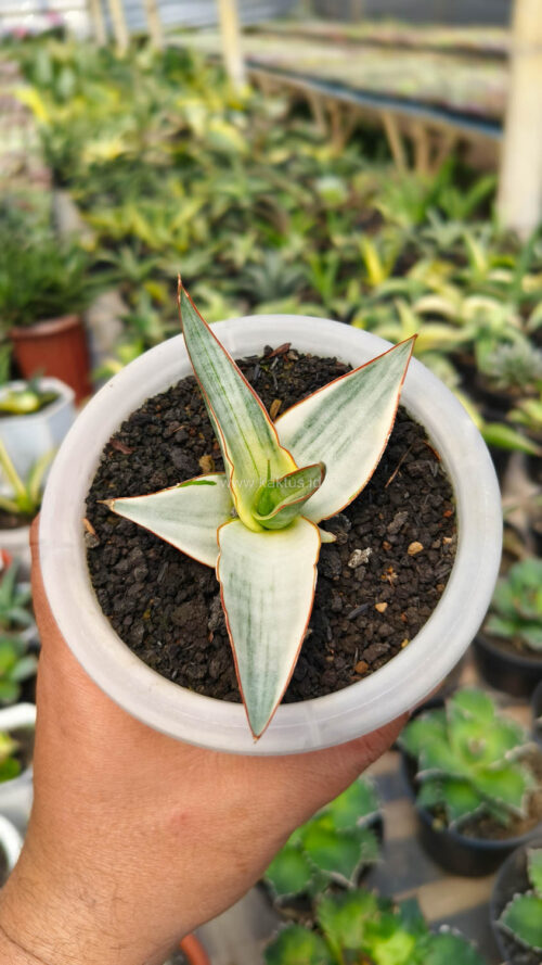 Sansevieria Snow White Size 10 Cm, real gallery image #10 plants. Picture taken directly from kaktus.id community Sansevieria farmer green houses.