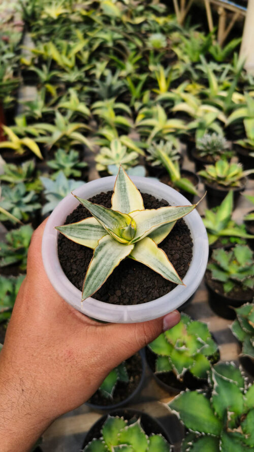 Sansevieria Snow White Size 10 Cm, real gallery image #11 plants. Picture taken directly from kaktus.id community Sansevieria farmer green houses.