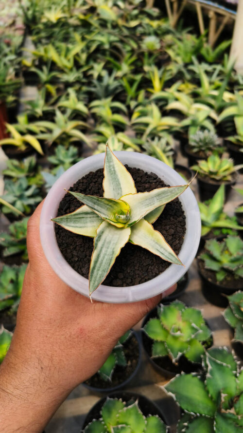 Sansevieria Snow White Size 10 Cm, real gallery image #12 plants. Picture taken directly from kaktus.id community Sansevieria farmer green houses.