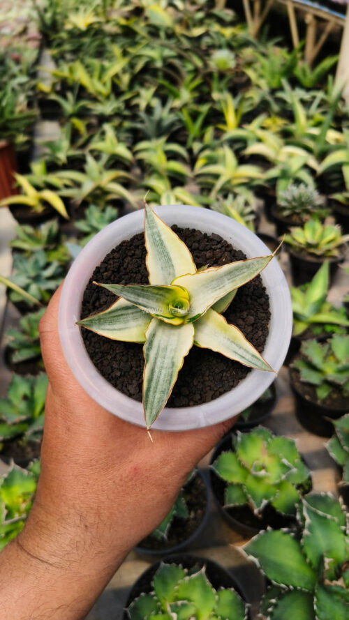 Sansevieria Snow White Size 10 Cm, real gallery image #13 plants. Picture taken directly from kaktus.id community Sansevieria farmer green houses.